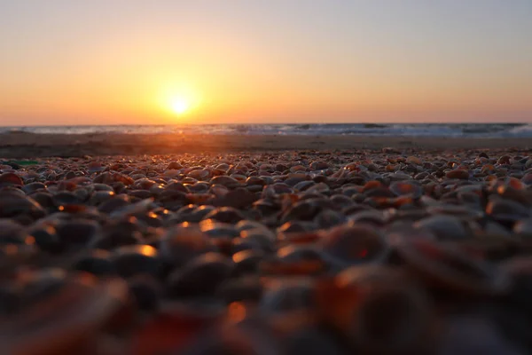 日落时分海滩上海贝的近景 — 图库照片