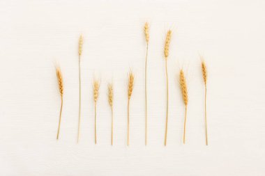 Beyaz ahşap zemin üzerinde buğday mahsullerinin üst görüntüsü. Yahudi bayramının sembolleri - Shavuot