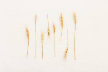 Beyaz ahşap zemin üzerinde buğday mahsullerinin üst görüntüsü. Yahudi bayramının sembolleri - Shavuot