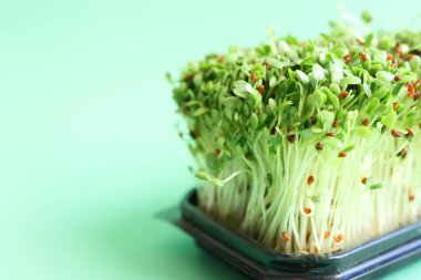 Yeşil arka planda yonca filizleri. Organik gıda ve makrobiyotik konsept