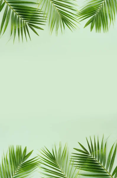 Immagine Palma Verde Tropicale Sfondo Pastello — Foto Stock