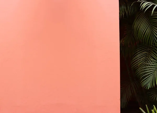 熱帯性のヤシと赤の背景 コピースペース — ストック写真