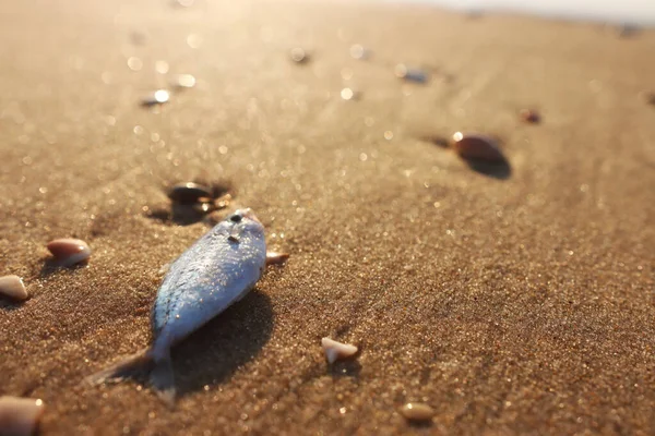 Vis Uit Het Water Het Strand — Stockfoto