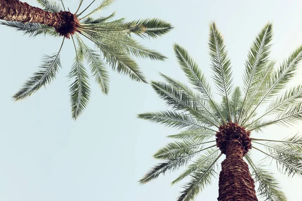 Palmbomen Tegen Hemel Afbeelding Van Retro Stijl Reizen Zomer Vakantie — Stockfoto