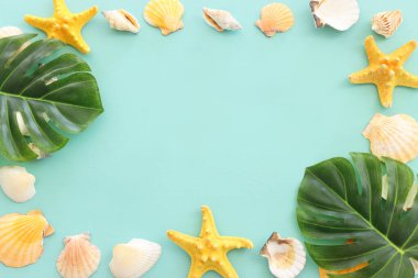 deniz kabukları ve deniz yıldızları nane mavisi ahşap arka planda