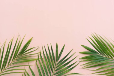Pembe pastel arka planda tropikal yeşil palmiye resmi