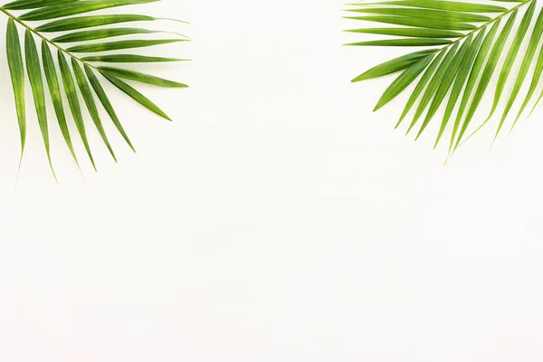 Image Tropical Green Palm White Wooden Background — Stock Photo, Image