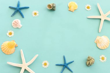 deniz kabukları ve deniz yıldızları nane mavisi ahşap arka planda