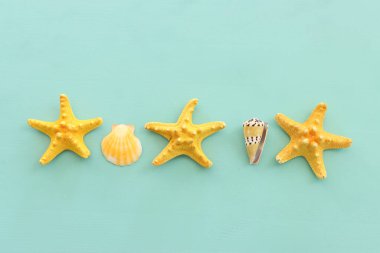 deniz kabukları ve deniz yıldızları nane mavisi ahşap arka planda