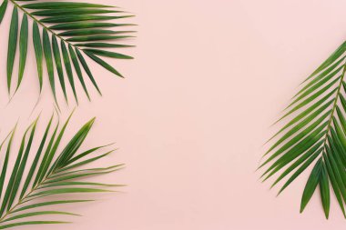 Pembe pastel arka planda tropikal yeşil palmiye resmi