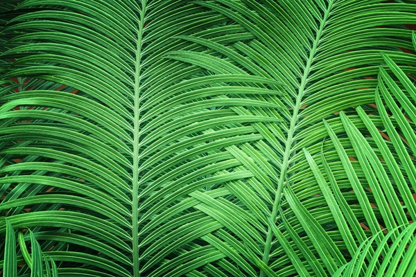 Sfondo Palma Verde Tropicale — Foto Stock