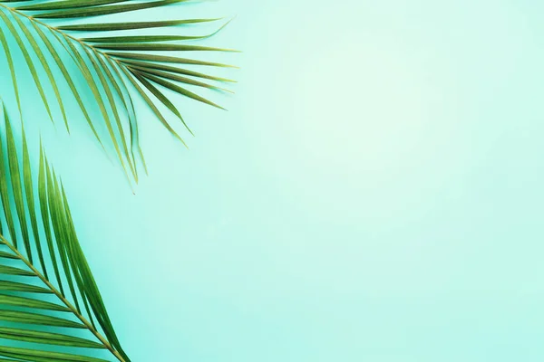 Imagen Palma Verde Tropical Sobre Fondo Pastel Azul — Foto de Stock