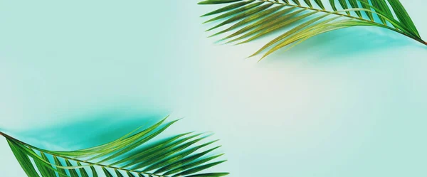 Afbeelding Van Tropische Groene Palm Blauwe Pastel Achtergrond — Stockfoto