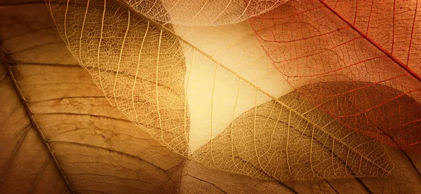 Transparent Delicate Leaves Old Background — Fotografia de Stock