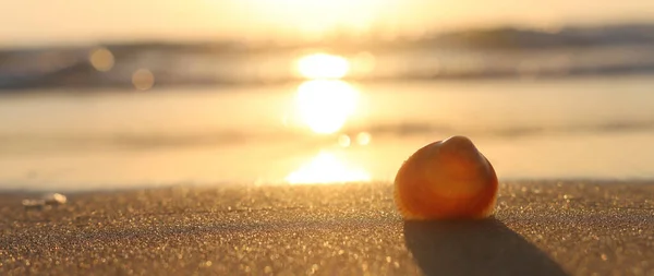 Beeld Van Zandstrand Schelpdier Bij Zonsondergang Licht — Stockfoto