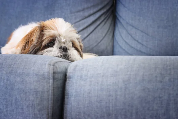 Image Cute Shi Tzu Dog Sitting Sofa Warm Cozy Morning Stock Photo