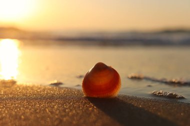 Kumlu yaz plajı ve gün batımında deniz kabuğu görüntüsü