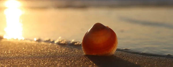 Image Sandy Summer Beach Seashell Sunset Light — Stock Photo, Image