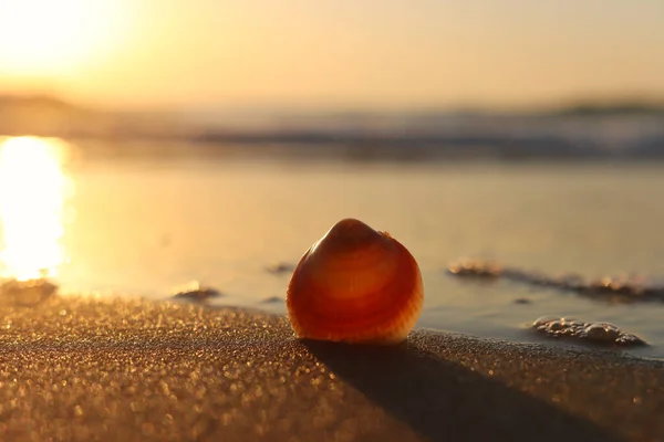 Image Sandy Summer Beach Seashell Sunset Light — Stock Photo, Image