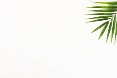 Beyaz ahşap zemin üzerinde tropik yeşil palmiye görüntüsü