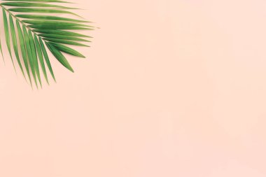 Pembe pastel arka planda tropikal yeşil palmiye resmi