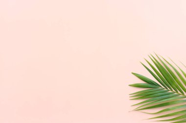 Pembe pastel arka planda tropikal yeşil palmiye resmi
