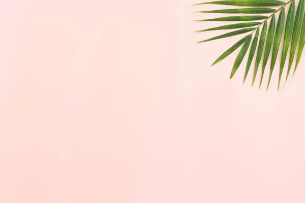 Pembe Pastel Arka Planda Tropikal Yeşil Palmiye Resmi — Stok fotoğraf