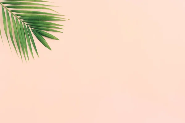 Afbeelding Van Tropische Groene Palm Roze Pastel Achtergrond — Stockfoto