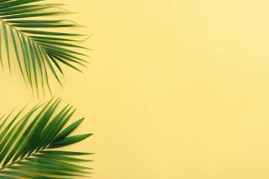 Sarı renkli arka plan üzerinde tropikal yeşil palmiye resmi