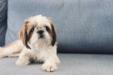 Kanepede oturan şirin Shi Tzu köpeği tasviri. Evde sıcak ve sıcak bir sabah.