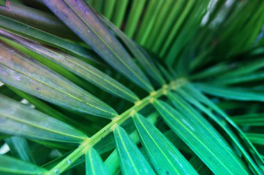 Close up image of palm tree leaf. Tropical and nature background