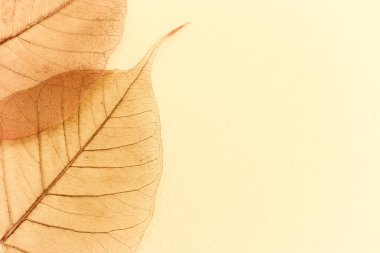 Eski arkaplan üzerinde şeffaf ve narin yapraklar