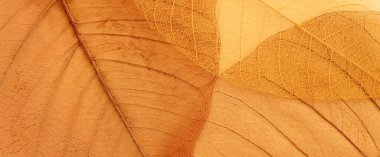 Eski arkaplan üzerinde şeffaf ve narin yapraklar