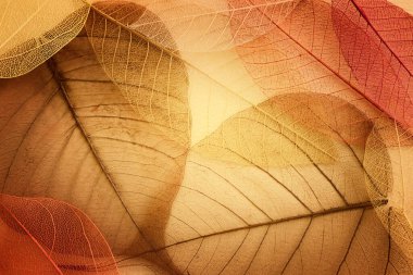 Eski arkaplan üzerinde şeffaf ve narin yapraklar