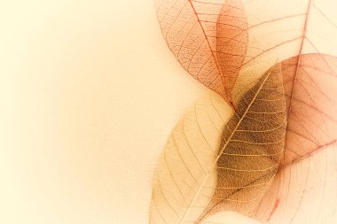 Eski arkaplan üzerinde şeffaf ve narin yapraklar