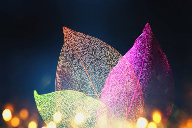 Simli siyah arkaplanda şeffaf iskelet yaprakları