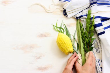 Sukkot Yahudi Festivali. Geleneksel semboller (dört tür): Etrog (citron), lulav (palmiye dalı), hadas (mersin ağacı), arava (söğüt ağacı))