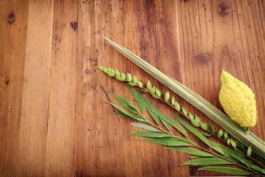 Sukkot Yahudi Festivali. Geleneksel semboller (dört tür): Etrog (citron), lulav (palmiye dalı), hadas (mersin ağacı), arava (söğüt ağacı))