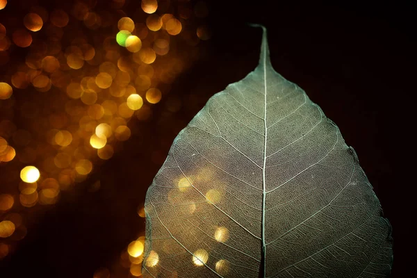 Transparent Skeleton Leaves Glitter Black Abstract Background — Stock Photo, Image