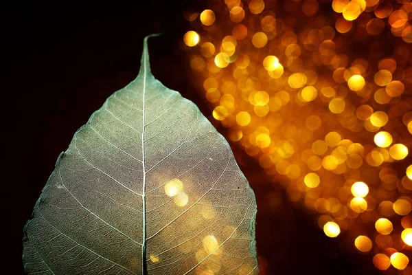 Transparent skeleton leaves over glitter black abstract background