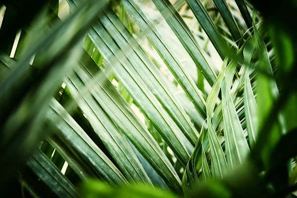 Close Image Palm Tree Leaf Tropical Nature Background — Photo
