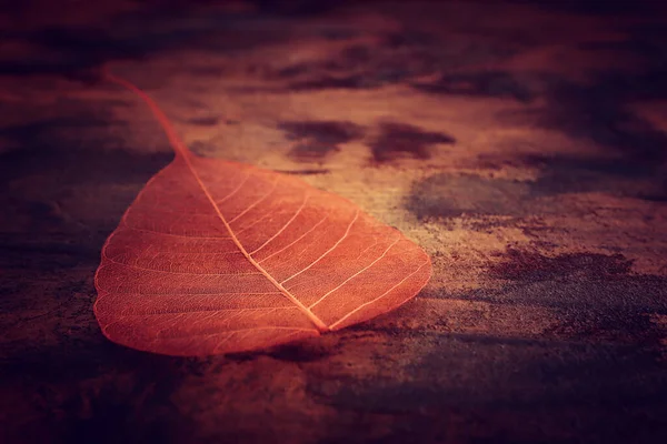 Transparent Delicate Leaves Old Wooden Background — Stock Photo, Image