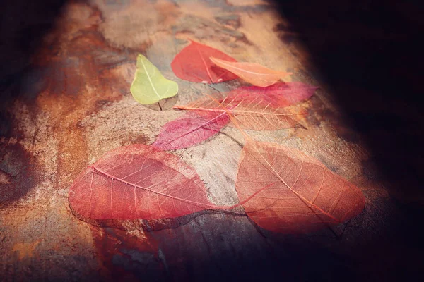 Прозрачные Нежные Листья Старом Деревянном Фоне — стоковое фото