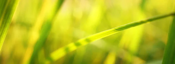 Close Image Green Leaf Detail Ecology Nature Banner — Stock Fotó