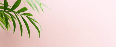 Pembe pastel arka planda tropikal yeşil palmiye resmi