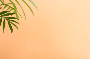 Sarı renkli arka plan üzerinde tropikal yeşil palmiye resmi