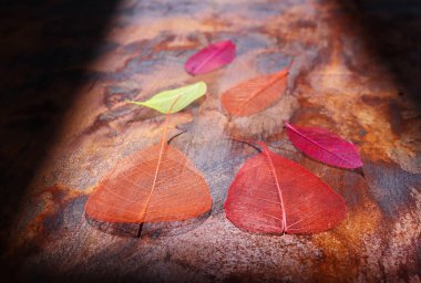 Eski ahşap arka planda şeffaf ve narin yapraklar