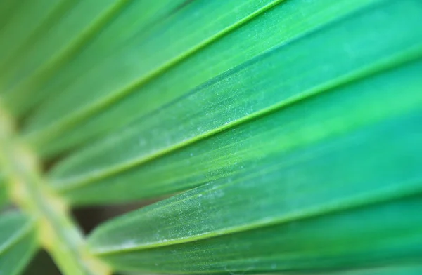 Close Image Palm Tree Leaf Tropical Nature Background — Foto Stock