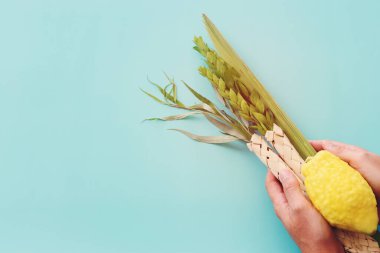 Sukkot Yahudi Festivali. Geleneksel semboller (dört tür): Etrog (citron), lulav (palmiye dalı), hadas (mersin ağacı), arava (söğüt ağacı))