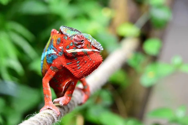 Red colored Chameleon reptile